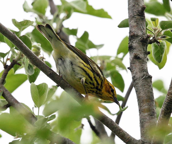 Cape May Warbler (female)