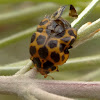 Common Spotted Ladybird ecloding