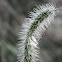 Giant Foxtail