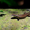 Rough-scaled Brown Skink