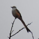 Scissor-tailed Flycatcher