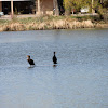 Double Crested Cormorants