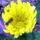 Small Carpenter Bee