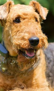 Download Airedale Terriers Wallpapers APK for Android