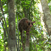 Long-furred woolly mouse opossum