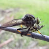 Common Yellow Robber Fly with prey