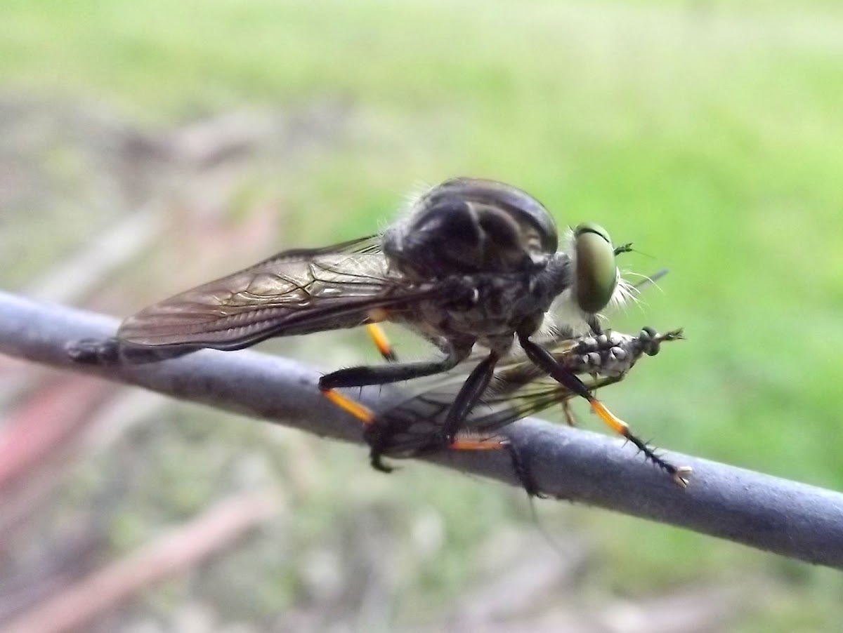 Common Yellow Robber Fly with prey