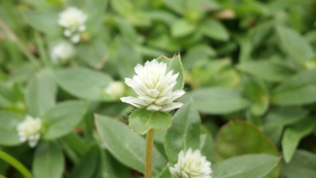 prostrate gomphrena