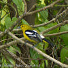 Common Iora