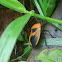 Milkweed bug