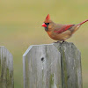 Northern Cardinal (female/male)