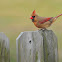 Northern Cardinal (female/male)
