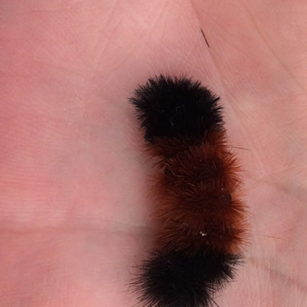 Wooly Bear Caterpillar 