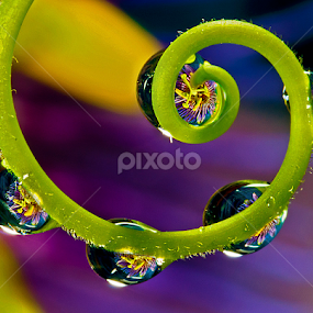 Culy-que stem with drops with passion flower by David Winchester - Nature Up Close Natural Waterdrops