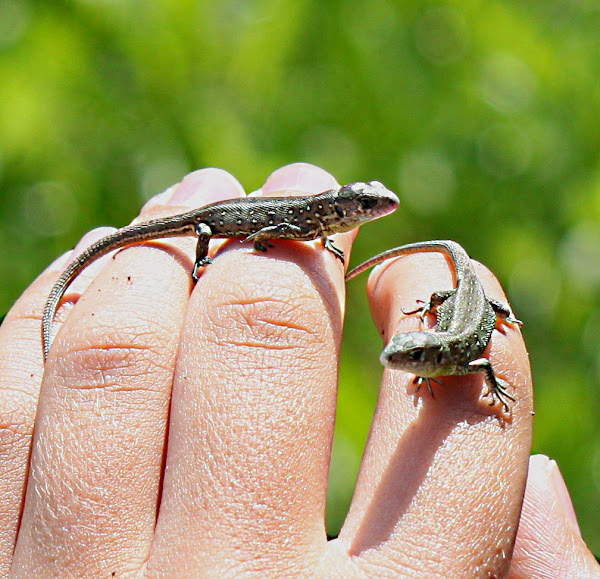 Sand Lizard Project Noah