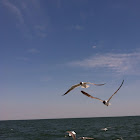 Laughing Gull