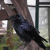 Corvus Corak / burung gagak ( Indonesia )