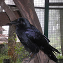 Corvus Corak / burung gagak ( Indonesia )