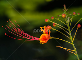 Peacock Flower by Patricia Kousaleos - Flowers Flowers in the Wild