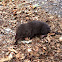 Northern Short-tailed Shrew