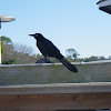 Boat-tailed Grackle