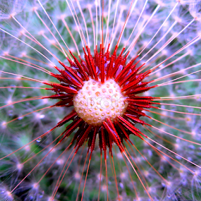 by Adnan Mirani - Nature Up Close Other plants
