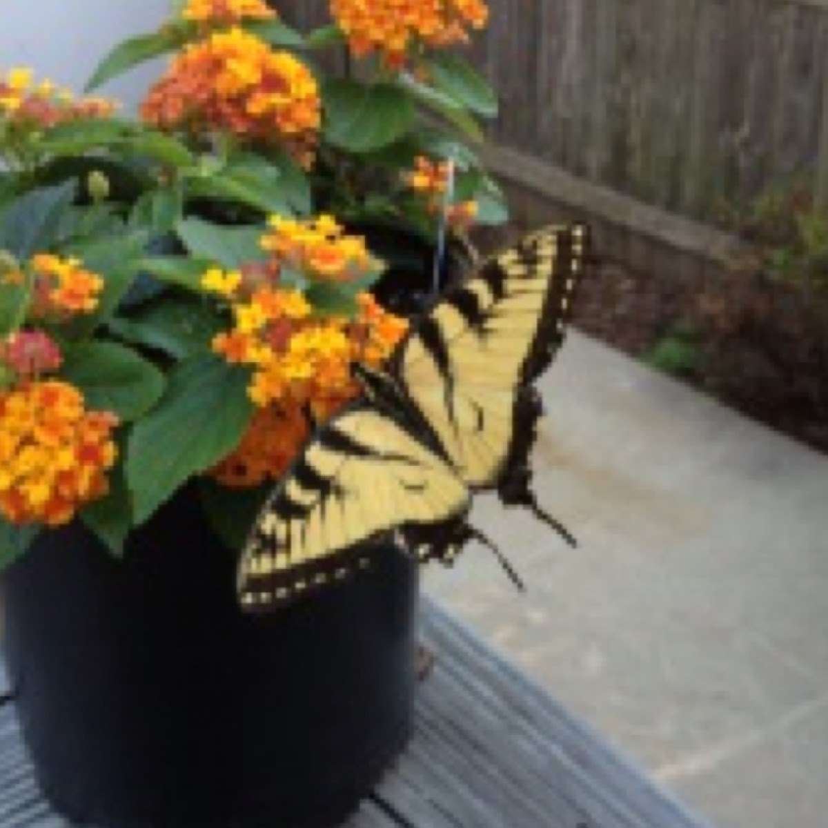 Eastern Tiger Swallowtail