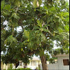 Ulu breadfruit tree