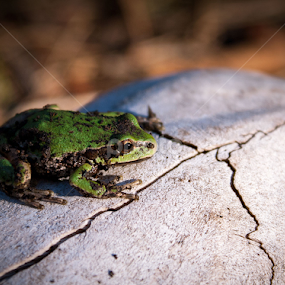 Frog on Bear Skull by Leona St.Louis - Animals Amphibians