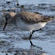 Dunlin; Correlimos Común