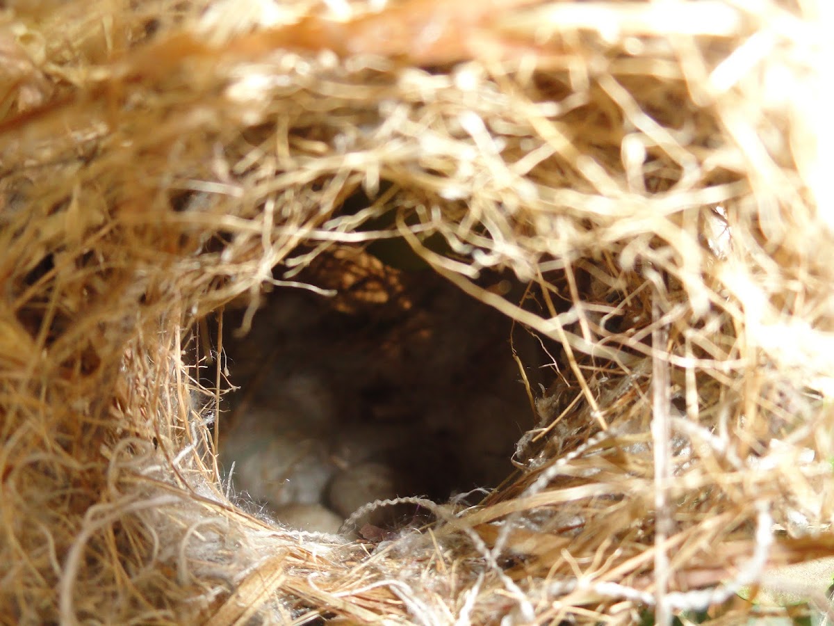 Sunbird's  Nest