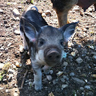 Wildschwein / Wild boar