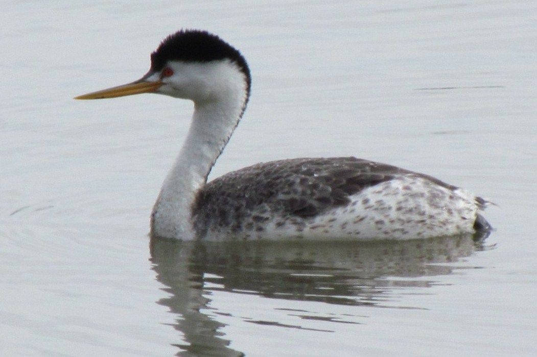 Clark's Grebe