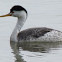 Clark's Grebe