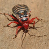 Millipede assassin bug