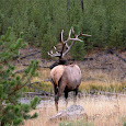 Elk-Moose-Mountain Goat of the Rockies - Colorado, Utah, Wyoming