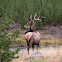 Elk or Wapati