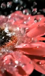 How to install Beautiful flower wallpaper 2.0 apk for laptop