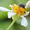 Stingless bee