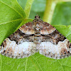 Toothed Brown Carpet Moth