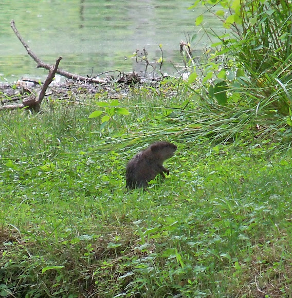 Muskrat Project Noah