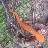 Red spotted newt