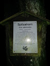 Spitzahorn