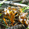 Funnel Chanterelle