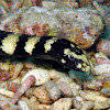 Ringed Turtlehead Sea Snake