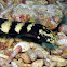 Ringed Turtlehead Sea Snake