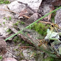 Ground digger wasp