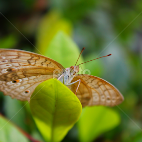 berhenti sejenak by Aswin Kep - Animals Insects & Spiders
