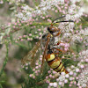 Western Cicada Killer (male)