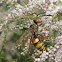 Western Cicada Killer (male)